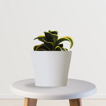 Twister snake plant for home decor
